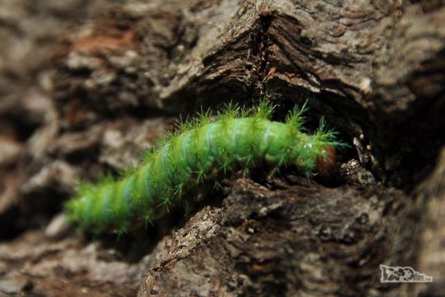 Olha só o tipo da lagarta, no Parque Nacional Radal Siete Tazas, no centro-sul do Chile. Será que é venenosa?